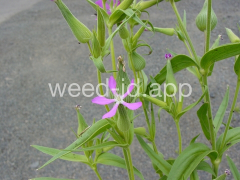 catchfly, cone